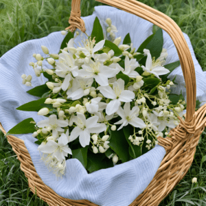 Blooming Jasmine & Honeysuckle